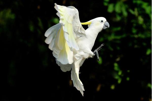 小葵花鳳頭鸚鵡市場價格多少錢一只 葵花鳳頭鸚鵡養殖方法