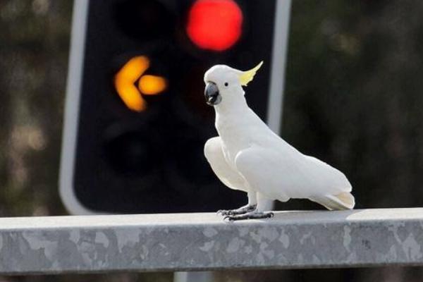 小葵花鳳頭鸚鵡市場價格多少錢一只 葵花鳳頭鸚鵡養殖方法