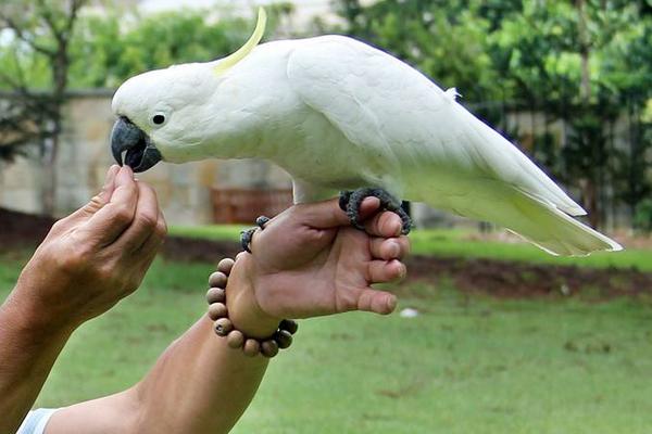 小葵花鳳頭鸚鵡市場價格多少錢一只 葵花鳳頭鸚鵡養殖方法