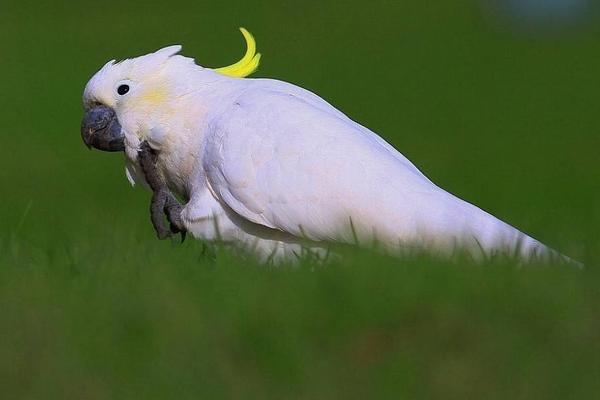 小葵花鳳頭鸚鵡市場價格多少錢一只 葵花鳳頭鸚鵡養殖方法