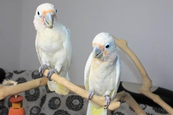 小葵花鳳頭鸚鵡市場價格多少錢一只 葵花鳳頭鸚鵡養殖方法