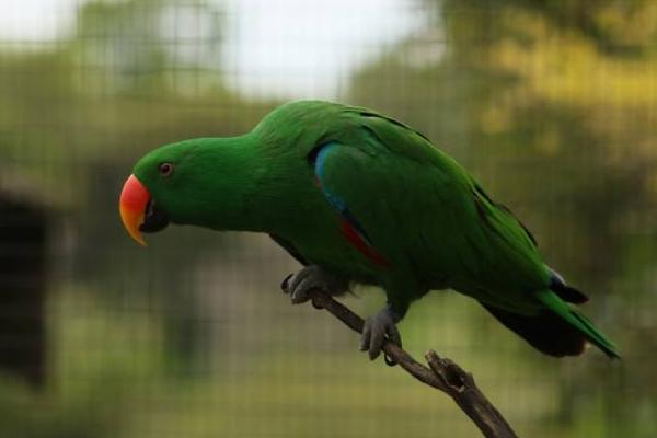 折衷鸚鵡市場價格多少錢一只 折衷鸚鵡會說話嗎