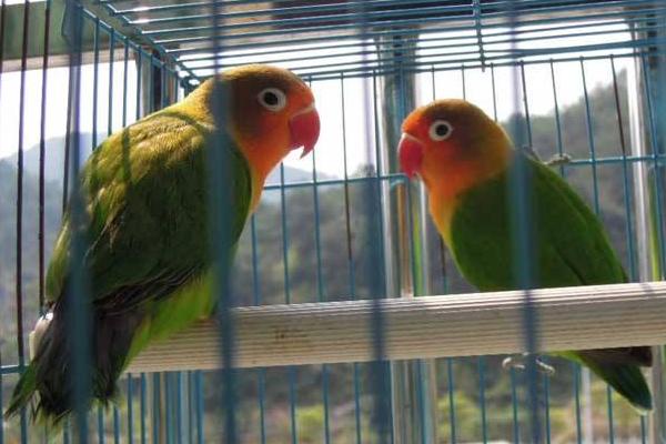 牡丹鸚鵡怎么看年齡 牡丹鸚鵡壽命有多長