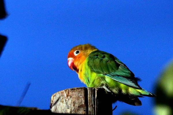 牡丹鸚鵡怎么看年齡 牡丹鸚鵡壽命有多長