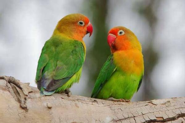 牡丹鸚鵡怎么看年齡 牡丹鸚鵡壽命有多長