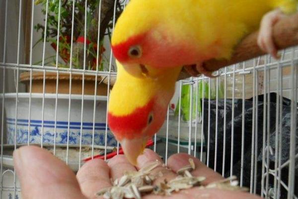 牡丹鸚鵡怎么看年齡 牡丹鸚鵡壽命有多長