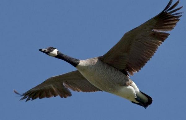 大雁是候鳥嗎 大雁會不會游泳