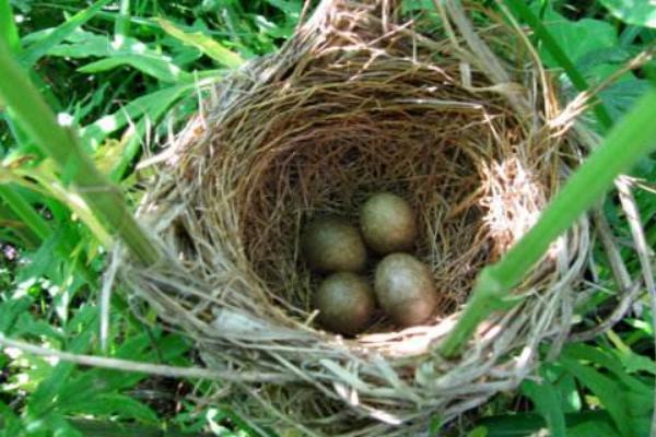 野鴨蛋為什么不能撿 野鴨蛋怎么孵化