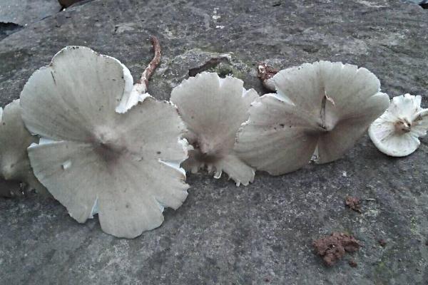 斗雞菇的功效與作用及禁忌 斗雞菇的營養(yǎng)價(jià)值