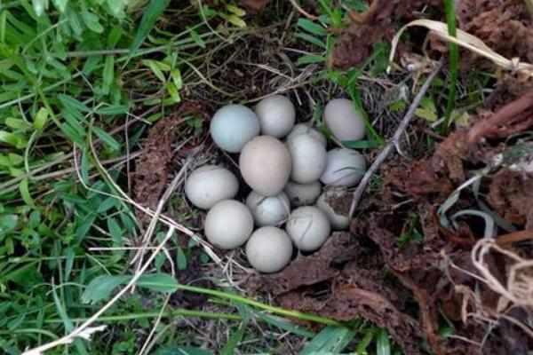 野雞蛋的功效與作用及禁忌 野雞蛋的營養價值