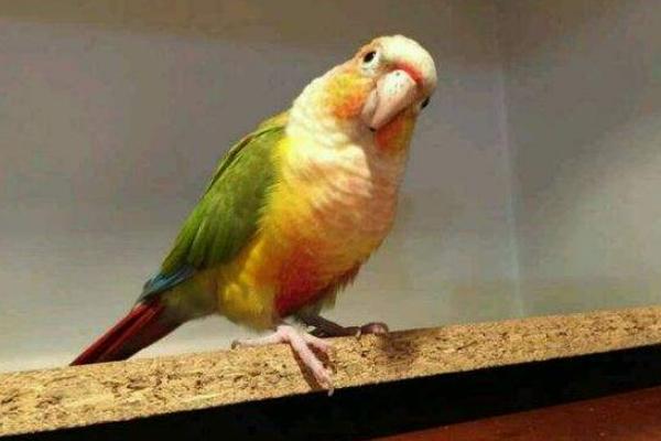 小太陽(yáng)鸚鵡市場(chǎng)價(jià)格多少錢一只 小太陽(yáng)鸚鵡哪個(gè)品種好