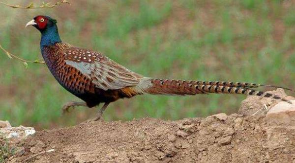 野雞吃什么 野雞的飼養方法