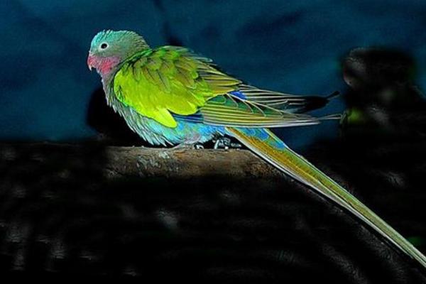 公主鸚鵡市場價格多少錢一只 公主鸚鵡會說話嗎