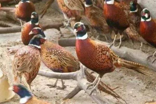 野雞吃什么 野雞的飼養(yǎng)方法