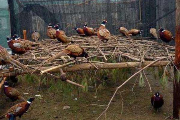 野雞吃什么 野雞的飼養(yǎng)方法