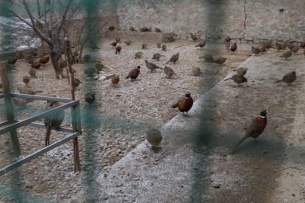 野雞吃什么 野雞的飼養(yǎng)方法