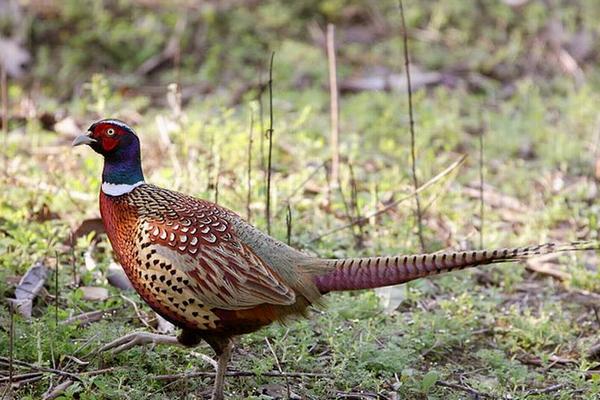 野雞吃什么 野雞的飼養(yǎng)方法