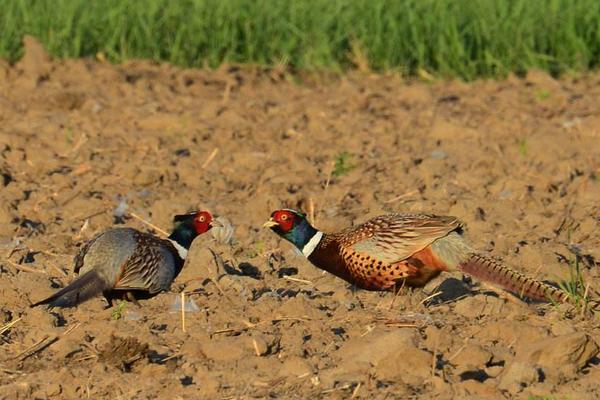 野雞吃什么 野雞的飼養(yǎng)方法