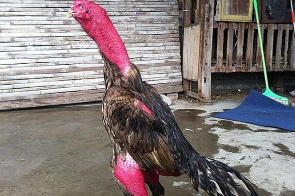 越南斗雞市場價格多少錢一只 越南最貴血統(tǒng)斗雞是什么