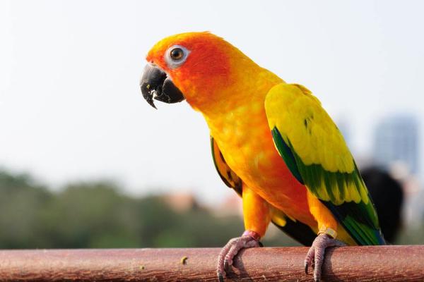 哪種鸚鵡會說話又便宜 鸚鵡怎么養(yǎng)不飛走