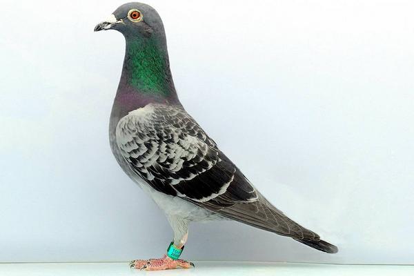 信鴿可以吃嗎 信鴿品種大全