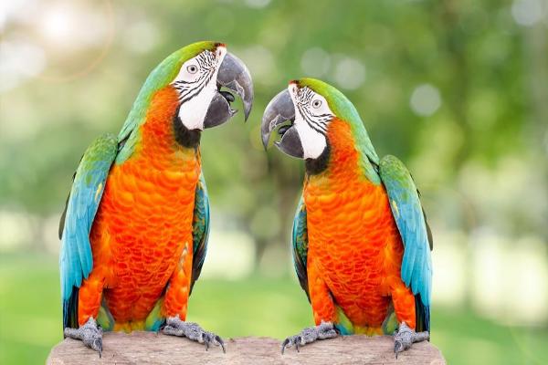 養(yǎng)鸚鵡不吉利嗎 家里養(yǎng)鸚鵡的兇吉