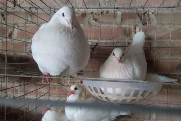肉鴿種鴿市場(chǎng)價(jià)格多少錢(qián)一對(duì) 肉鴿養(yǎng)殖前景