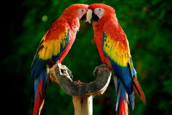 鸚鵡有哪些種類 鸚鵡怎么分公母