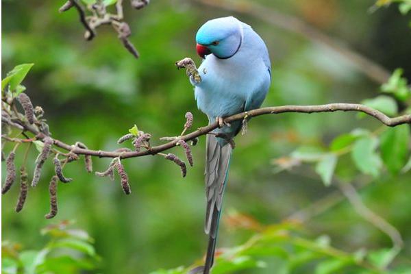 藍(lán)月輪鸚鵡市場價格多少錢一只 月輪鸚鵡優(yōu)缺點