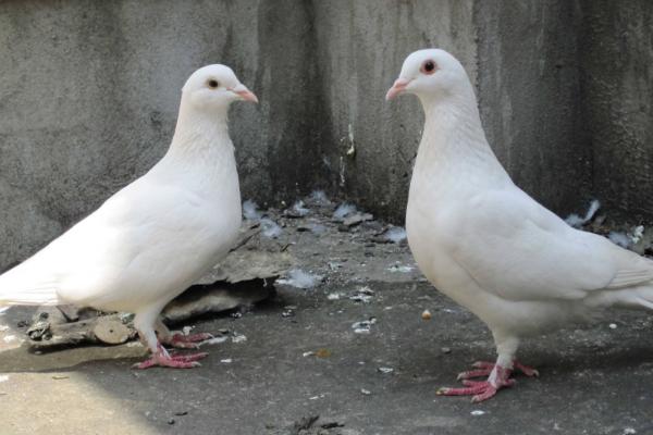 肉鴿養殖大棚建設方案 肉鴿養殖設備有哪些