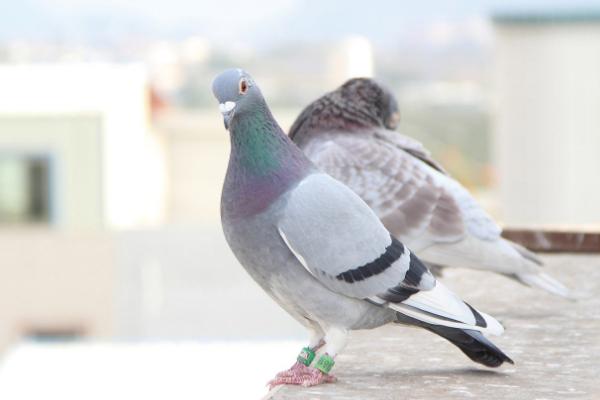 信鴿配對(duì)技巧 信鴿怎么分辨公母