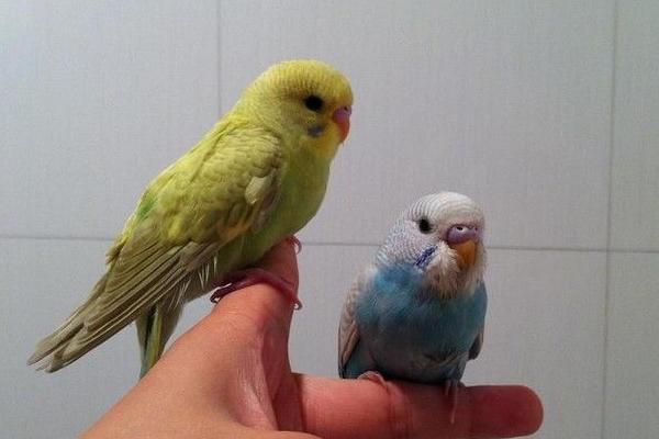 云斑鸚鵡怎么養(yǎng) 云斑鸚鵡怎么分公母