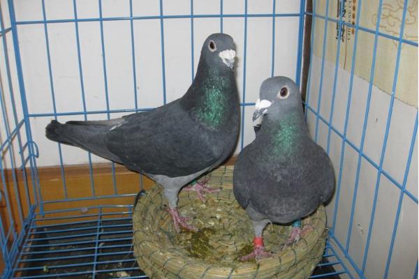 信鴿配對技巧 信鴿怎么分辨公母