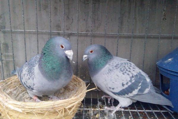 信鴿配對技巧 信鴿怎么分辨公母