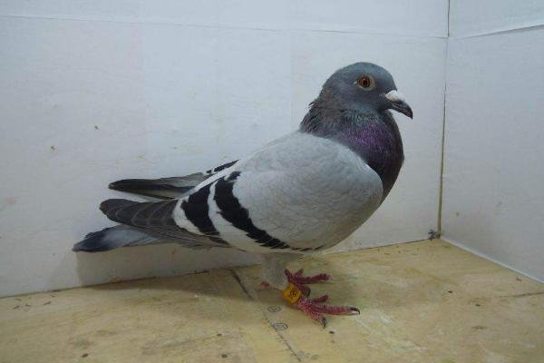 信鴿配對技巧 信鴿怎么分辨公母