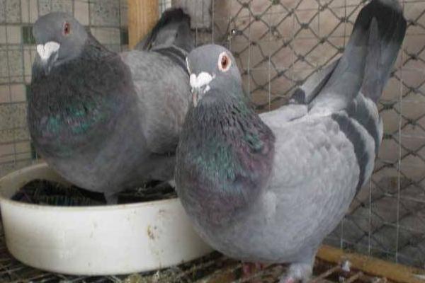 信鴿配對技巧 信鴿怎么分辨公母