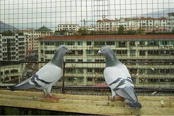 信鴿配對技巧 信鴿怎么分辨公母