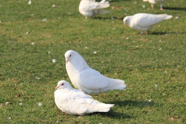 信鴿配對技巧 信鴿怎么分辨公母