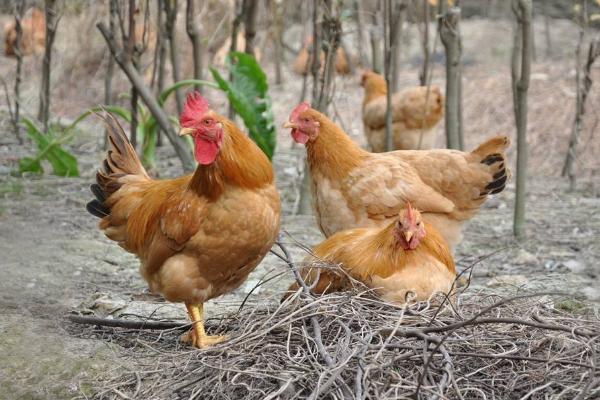 怎樣養好土雞 土雞飼料配方 林下土雞養殖技術