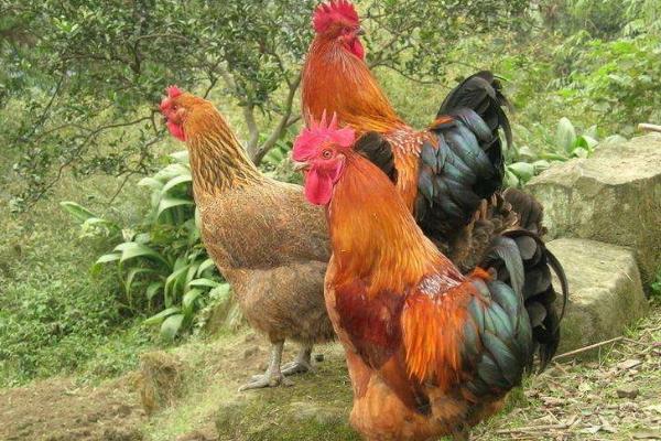 怎樣養(yǎng)好土雞 土雞飼料配方 林下土雞養(yǎng)殖技術(shù)