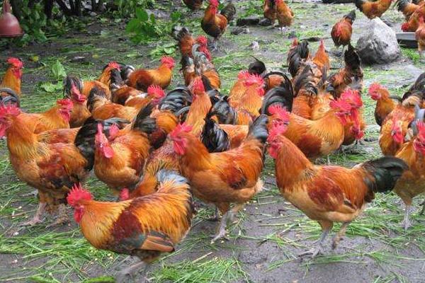 怎樣養(yǎng)好土雞 土雞飼料配方 林下土雞養(yǎng)殖技術(shù)