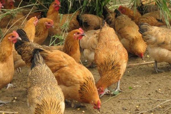 怎樣養(yǎng)好土雞 土雞飼料配方 林下土雞養(yǎng)殖技術(shù)