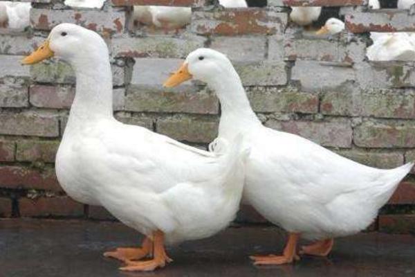 肉鴨市場價格多少錢一斤 肉鴨的食用價值