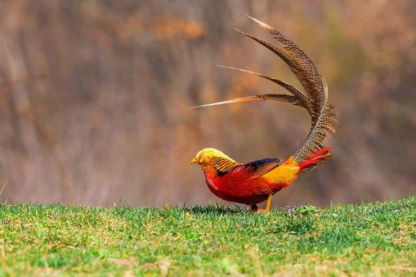 紅腹錦雞是保護動物嗎 養紅腹錦雞犯法嗎