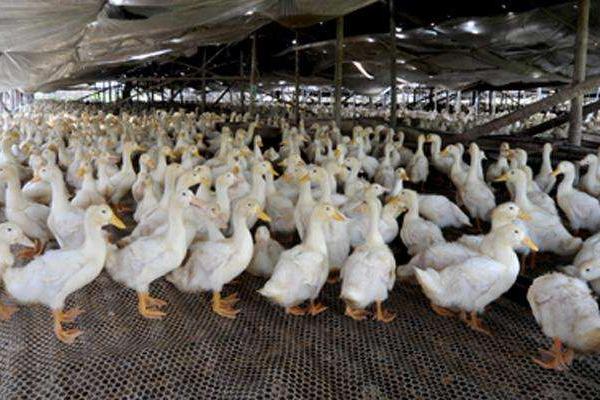 肉鴨市場價格多少錢一斤 肉鴨的食用價值