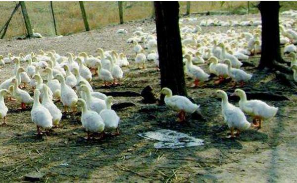 肉鴨市場價格多少錢一斤 肉鴨的食用價值