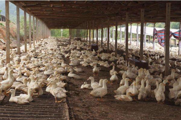 肉鴨市場價格多少錢一斤 肉鴨的食用價值