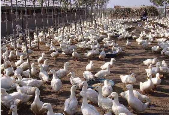 肉鴨市場價格多少錢一斤 肉鴨的食用價值