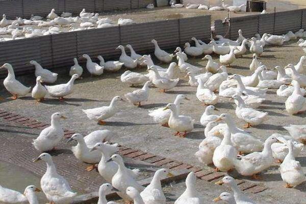 肉鴨飼料配方 肉鴨出欄前7天如何增重