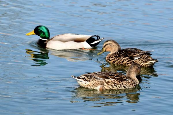 野鴨吃什么食物 野鴨會(huì)飛嗎